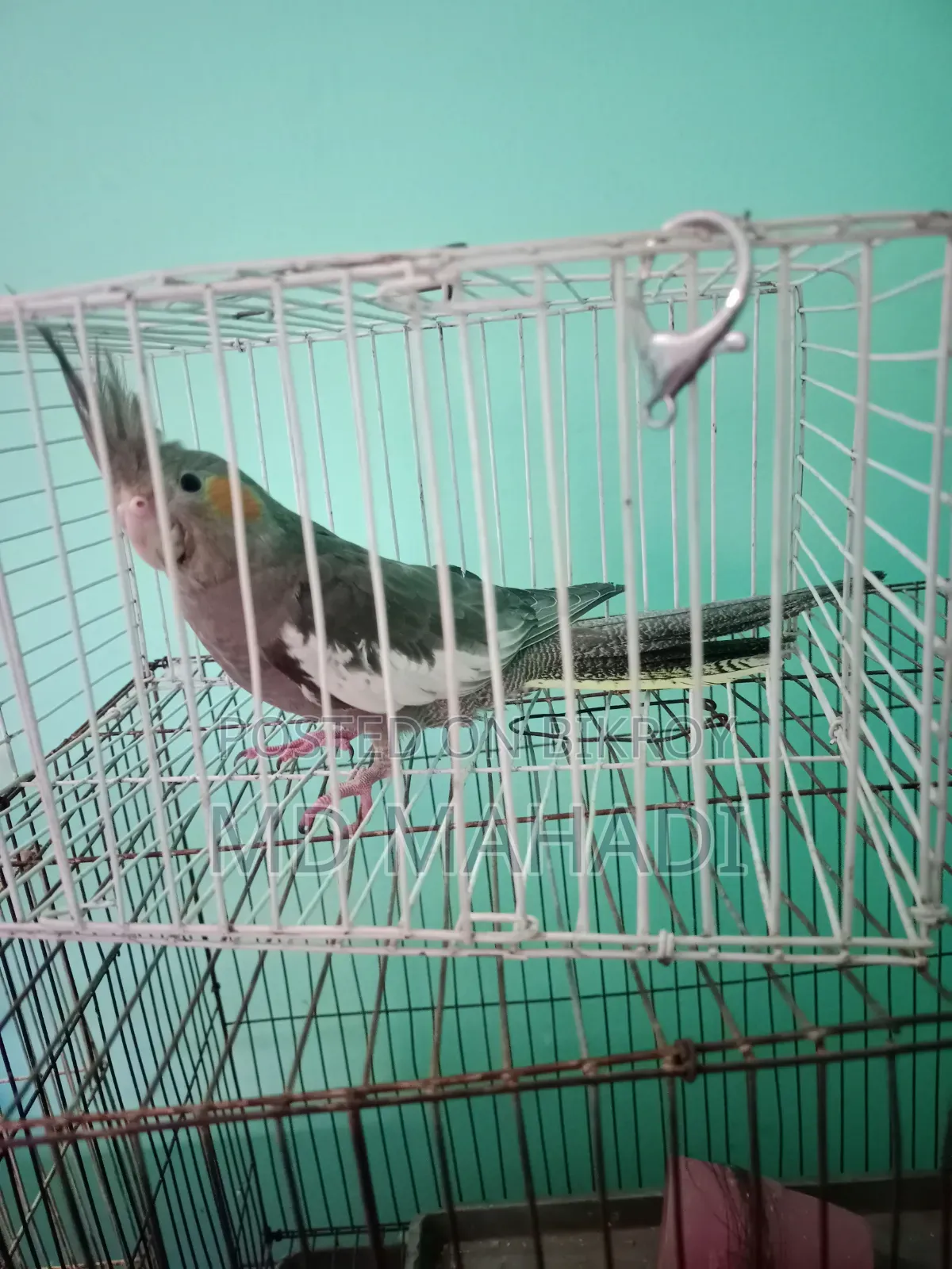 Cockatiel 6 to 7 months old female, completely healthy