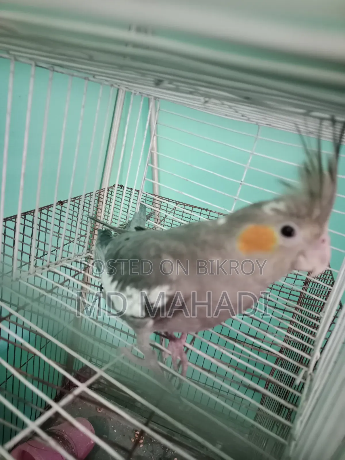 Cockatiel 6 to 7 months old female, completely healthy