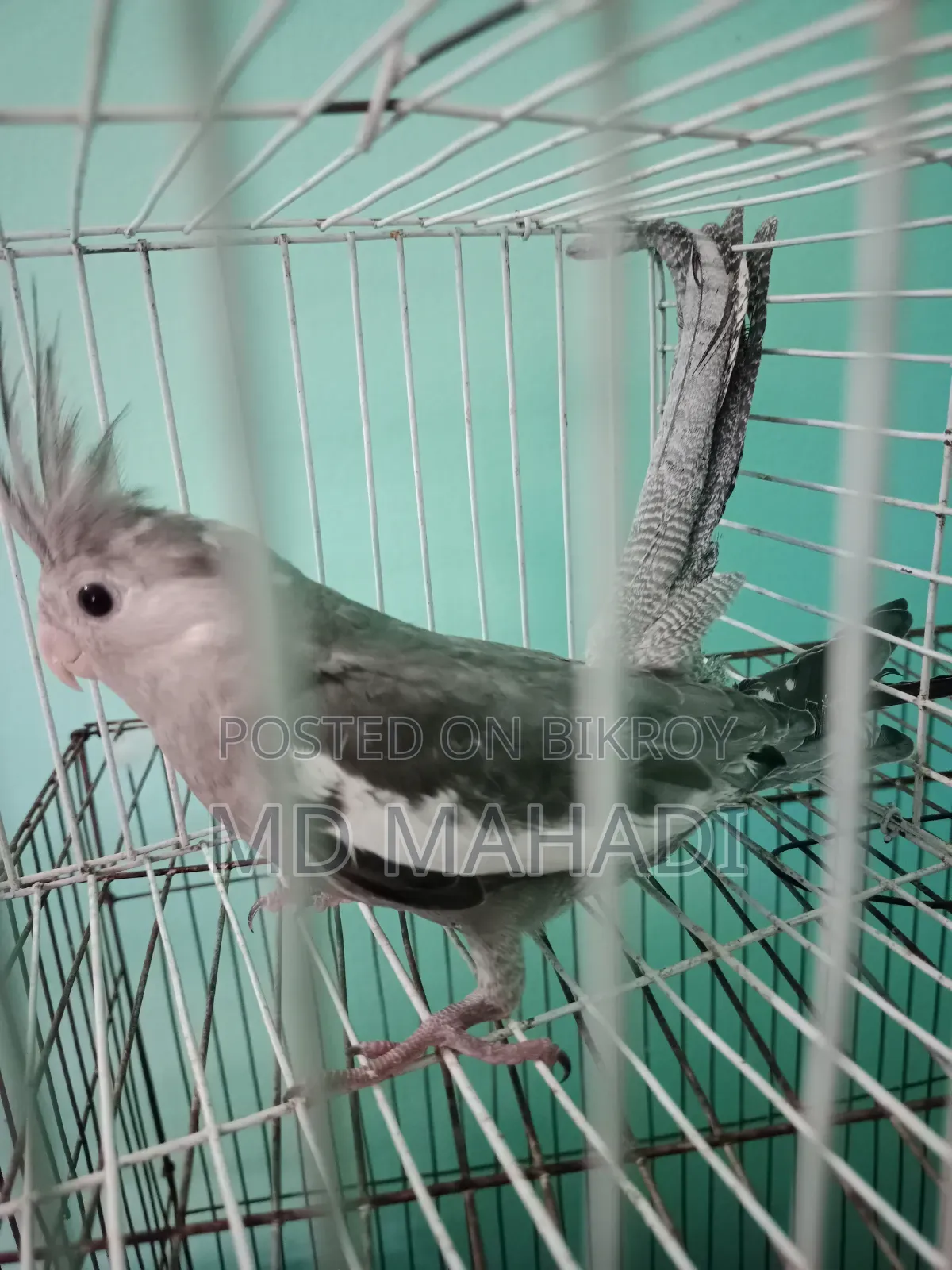 Cockatiel 6 to 7 months old female, completely healthy