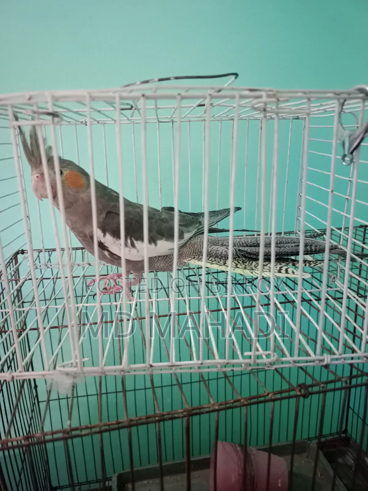 Cockatiel 6 to 7 months old female, completely healthy