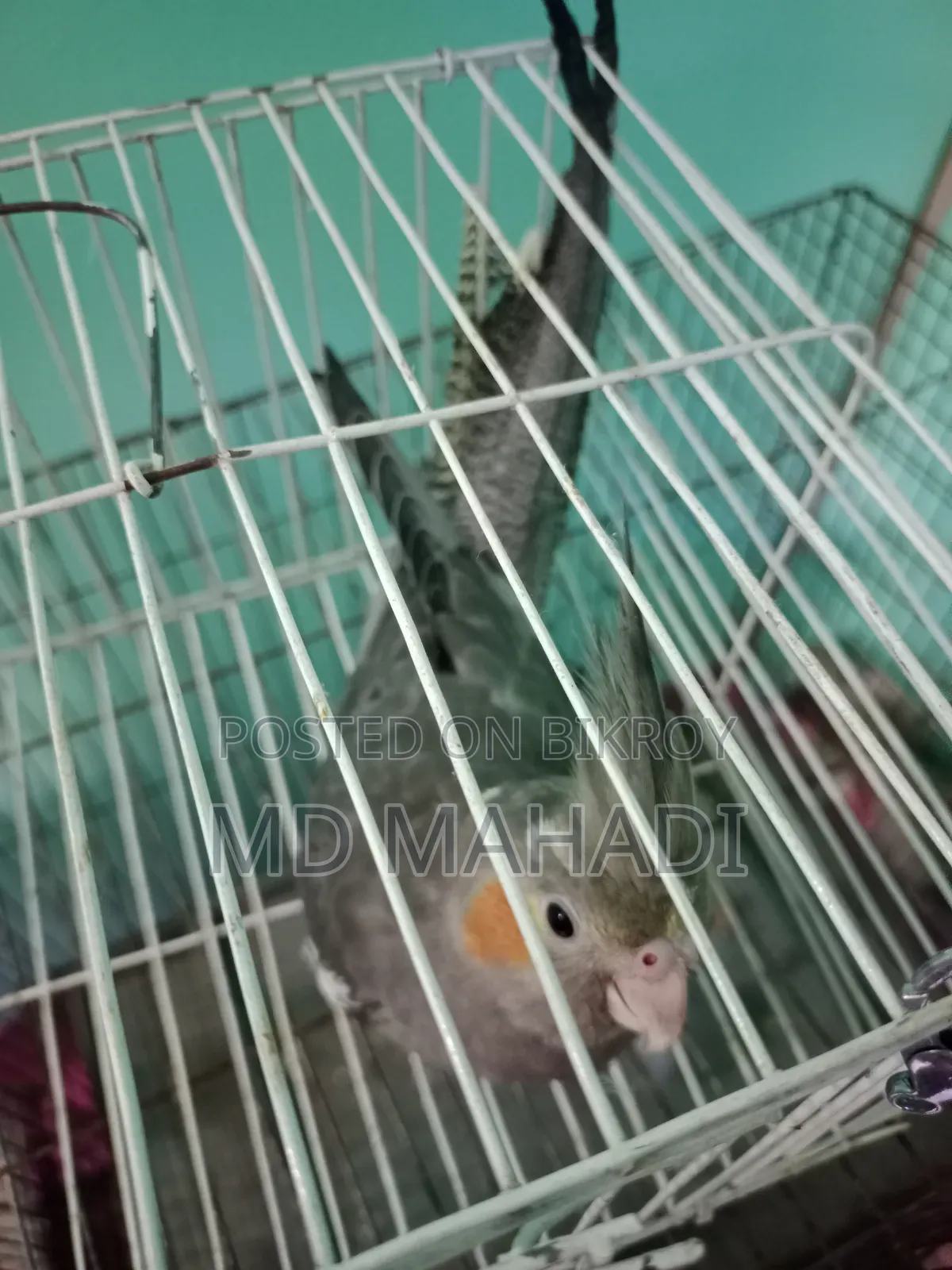 Cockatiel 6 to 7 months old female, completely healthy