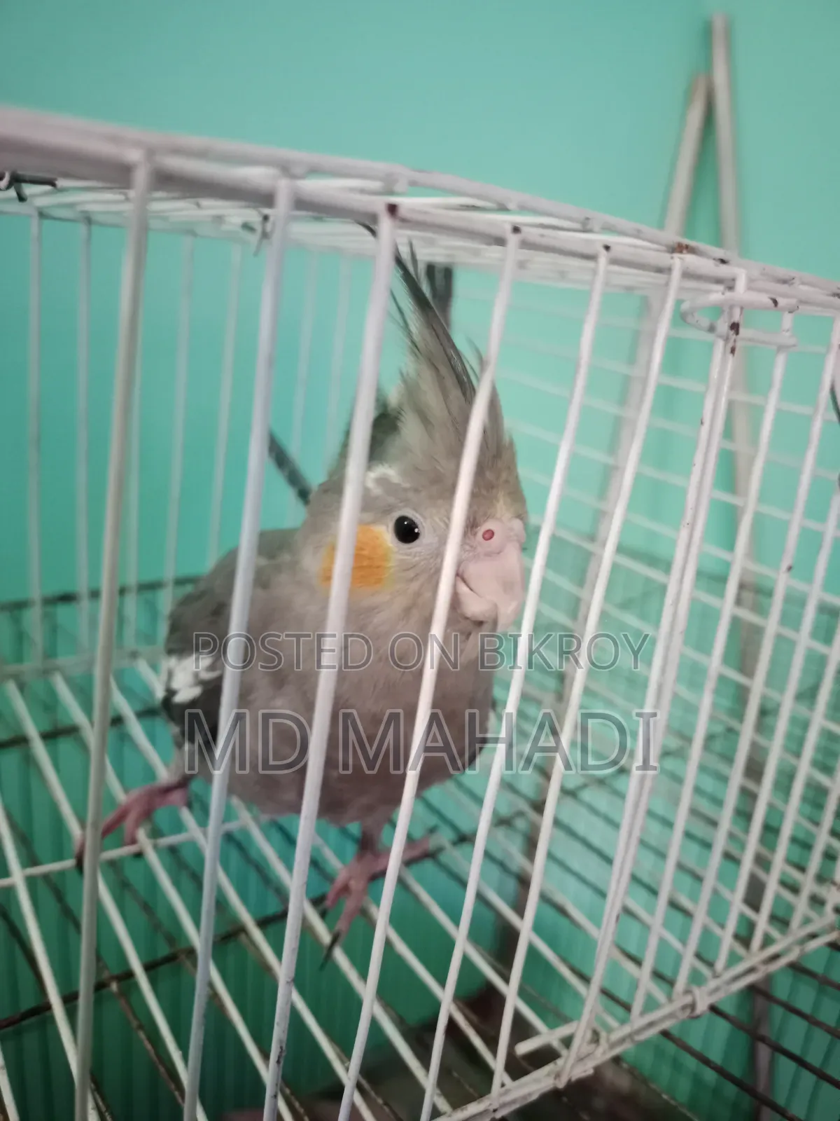 Cockatiel 6 to 7 months old female, completely healthy