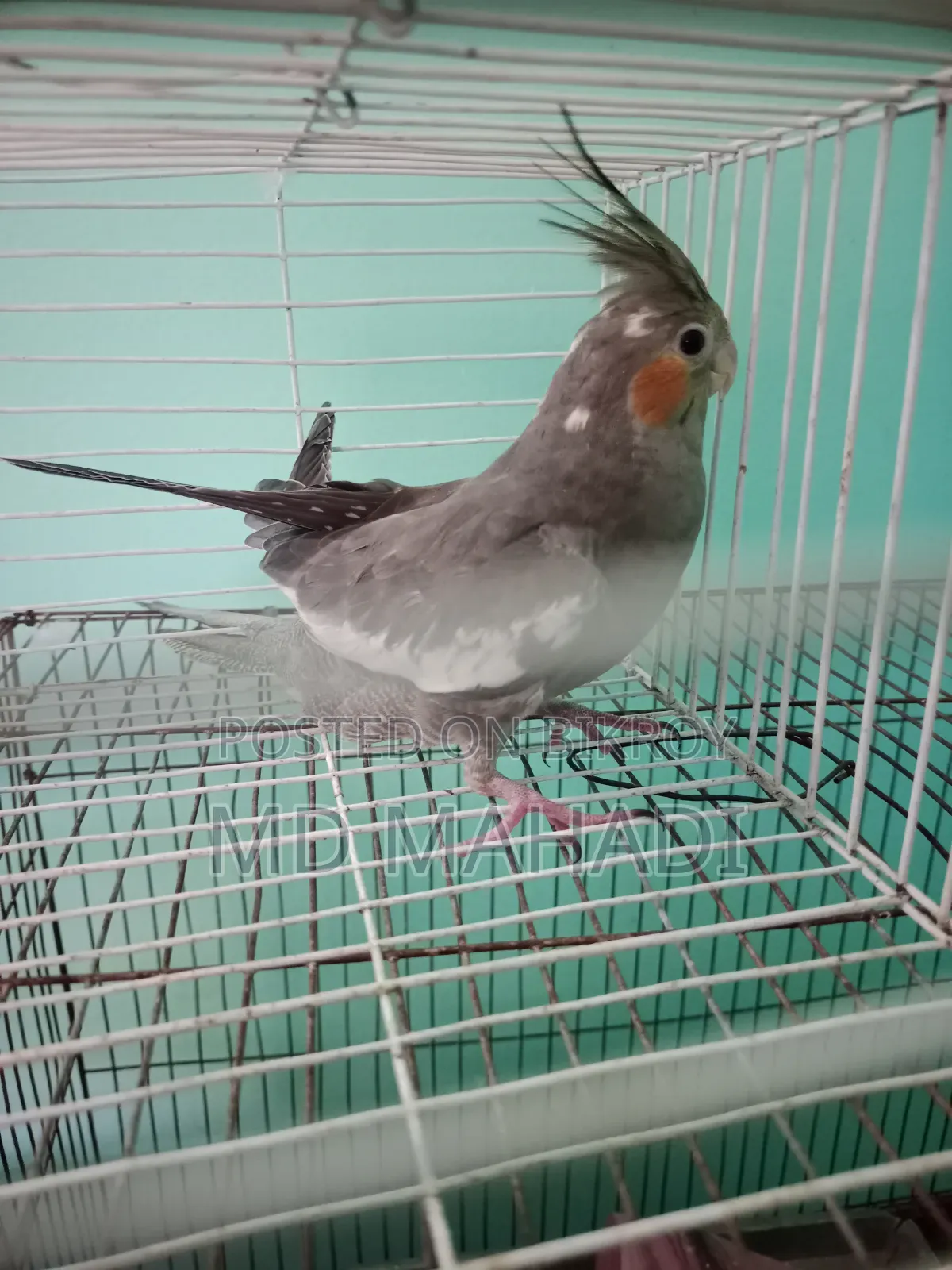 Cockatiel 6 to 7 months old female, completely healthy