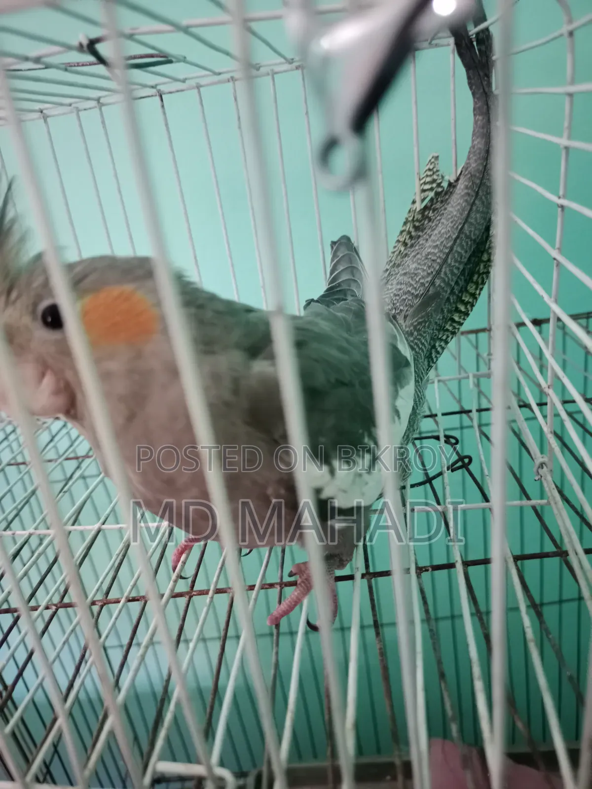 Cockatiel 6 to 7 months old female, completely healthy
