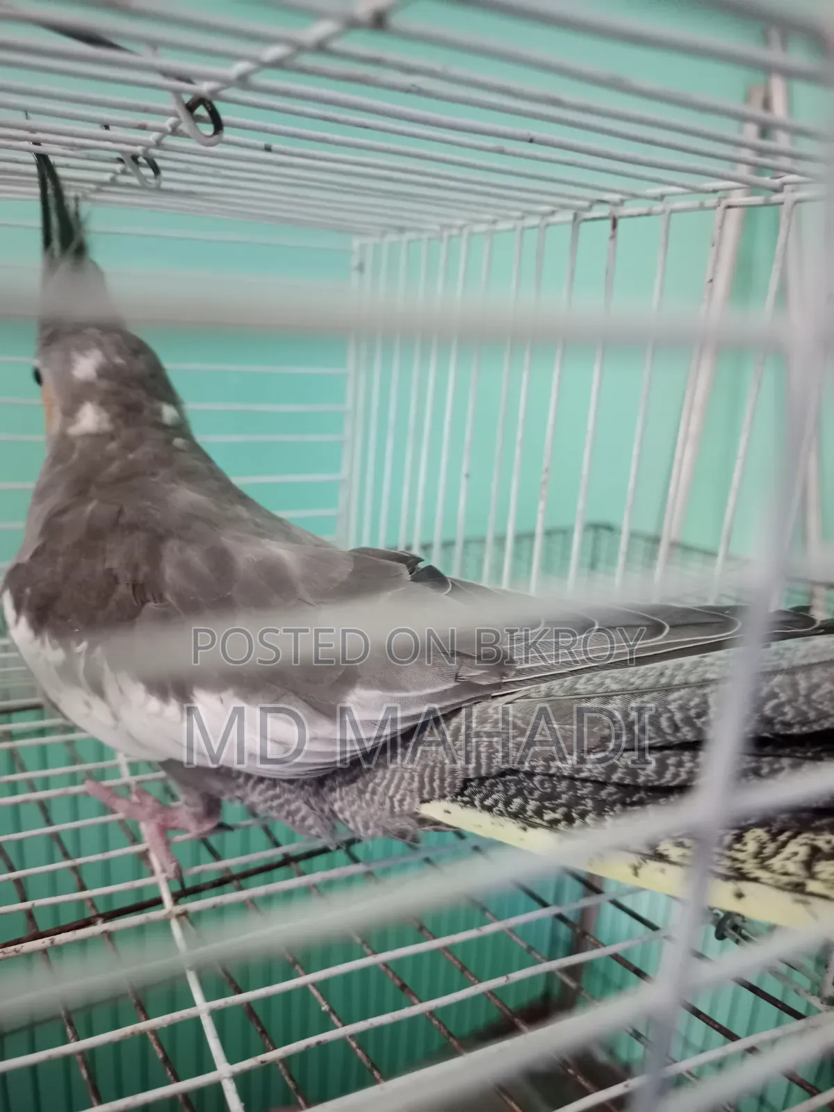 Cockatiel 6 to 7 months old female, completely healthy