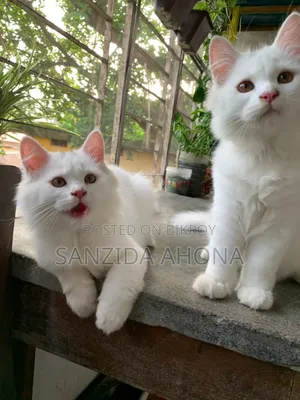 ১-৩ মাস বয়সী পুরুষ বিশুদ্ধ পার্সিয়ান বিড়াল