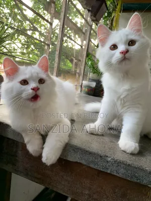1-3 Months Male Purebred Persian