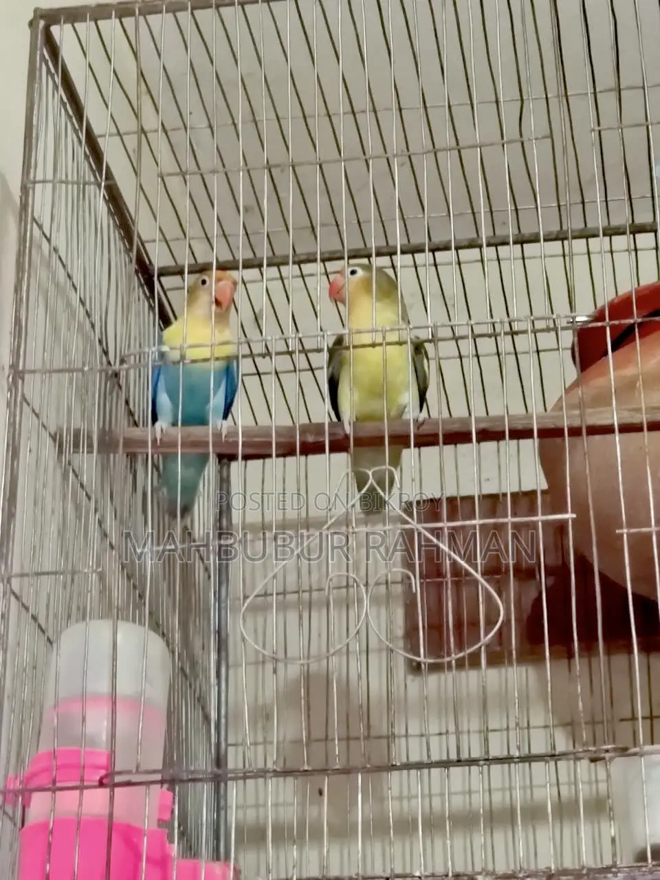 Full Adult Love Bird Pair