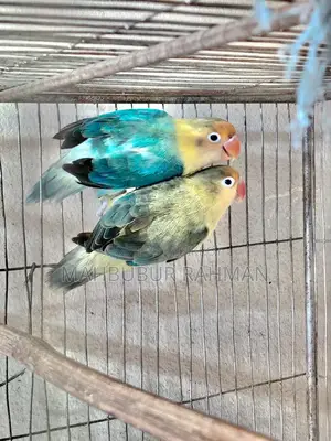 Full Adult Love Bird Pair