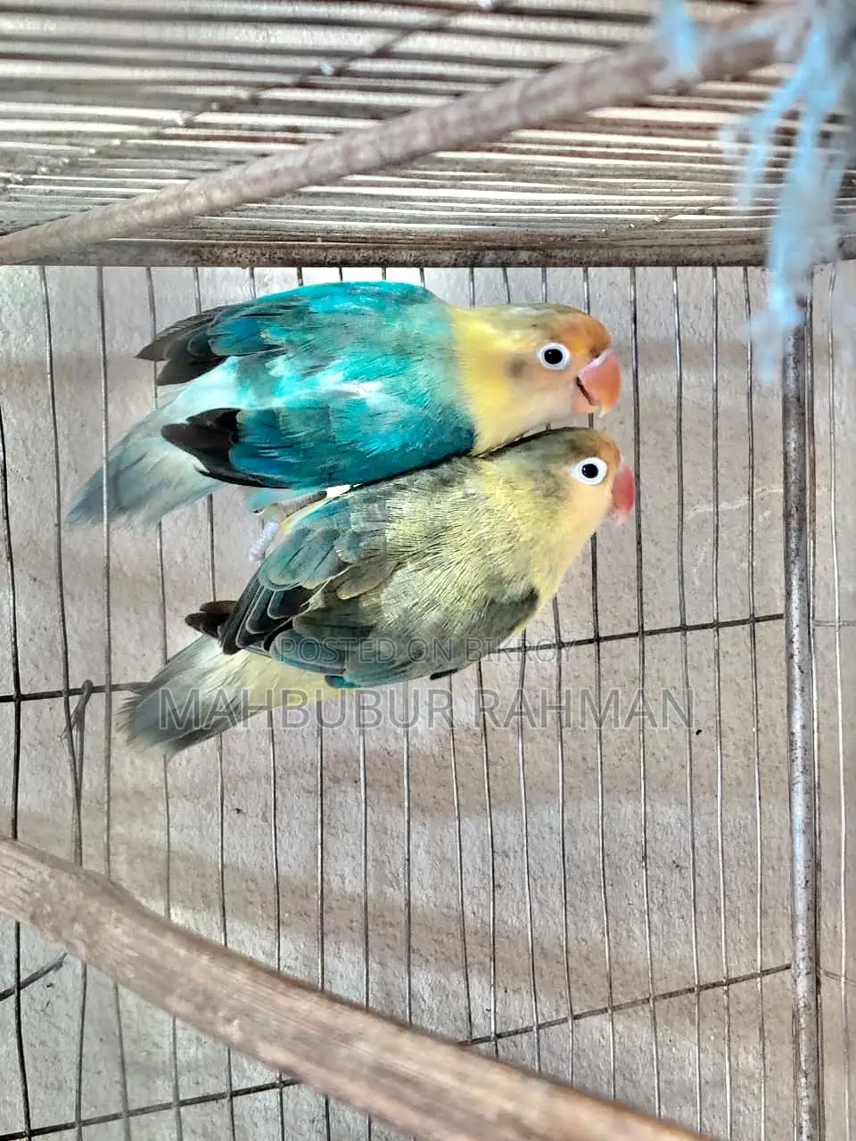 Full Adult Love Bird Pair