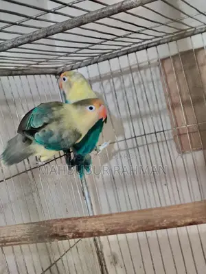 Full Adult Love Bird Pair