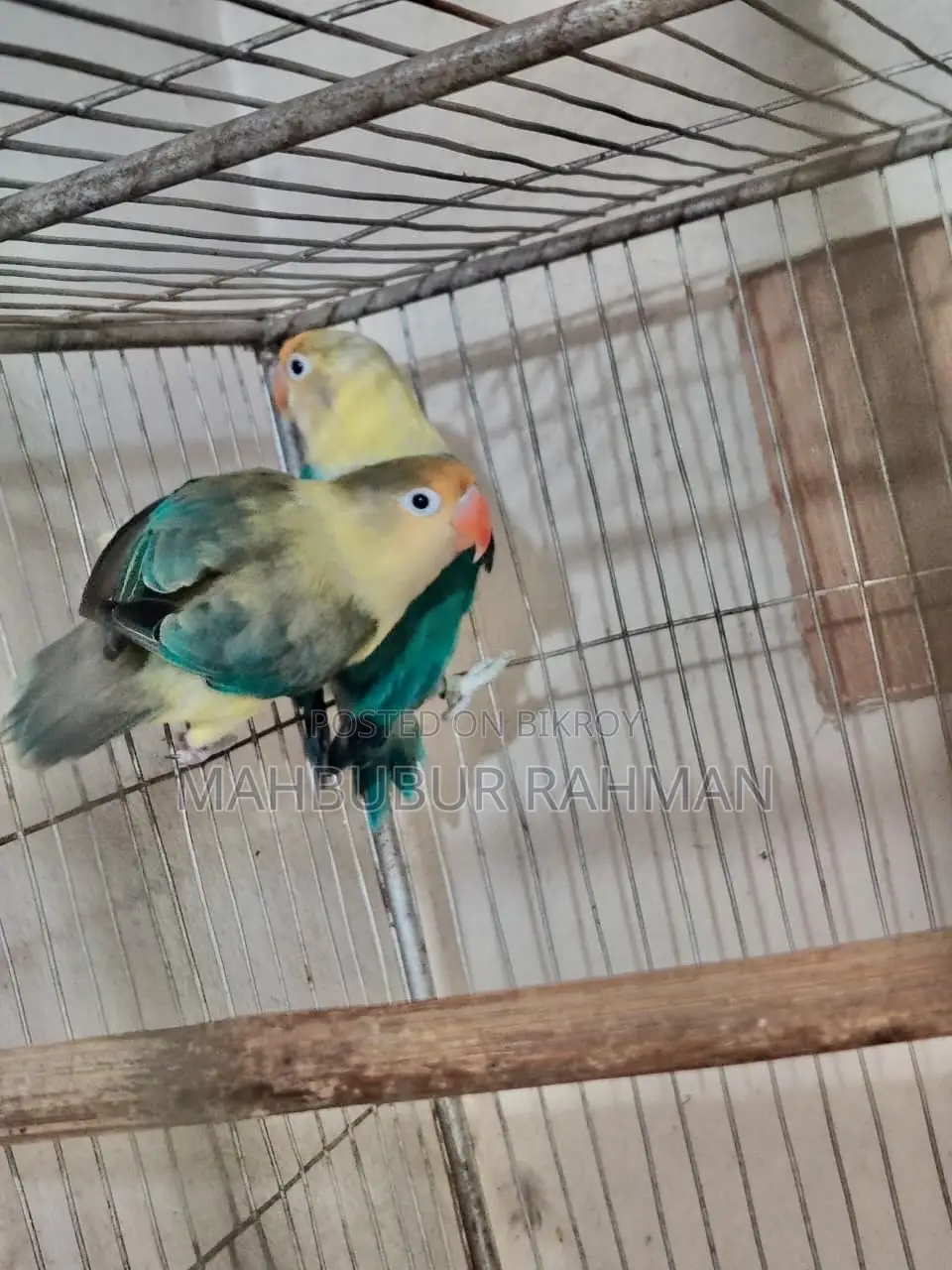 Full Adult Love Bird Pair