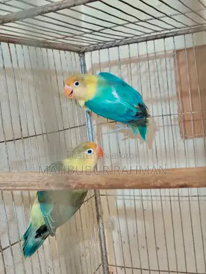 Full Adult Love Bird Pair