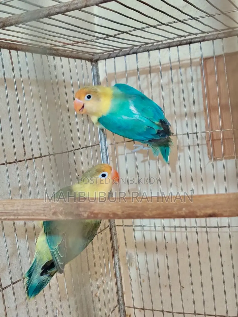 Full Adult Love Bird Pair