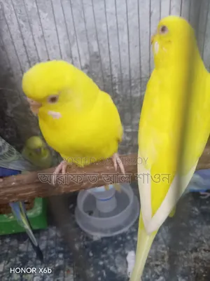 A pair of Red Eye Lutino Budgie birds for sale.