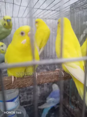 A pair of Red Eye Lutino Budgie birds for sale.