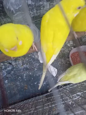 A pair of Red Eye Lutino Budgie birds for sale.