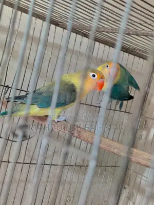 Full Adult Love Bird Pair