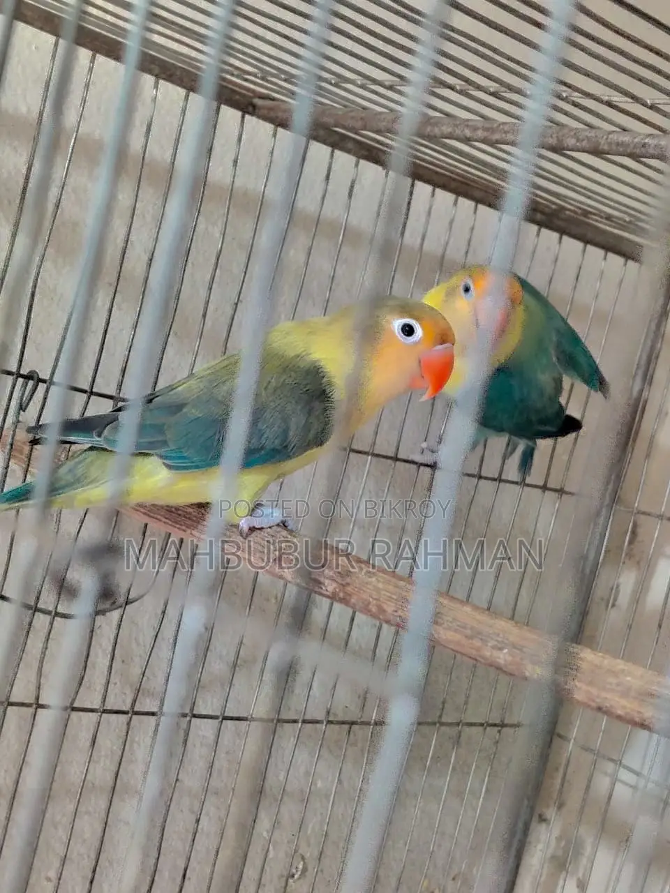 Full Adult Love Bird Pair