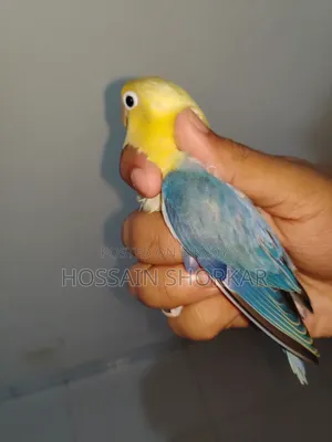 Vailot Parbulu Oprline
