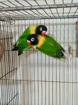 Breeding Lovebird Pair
