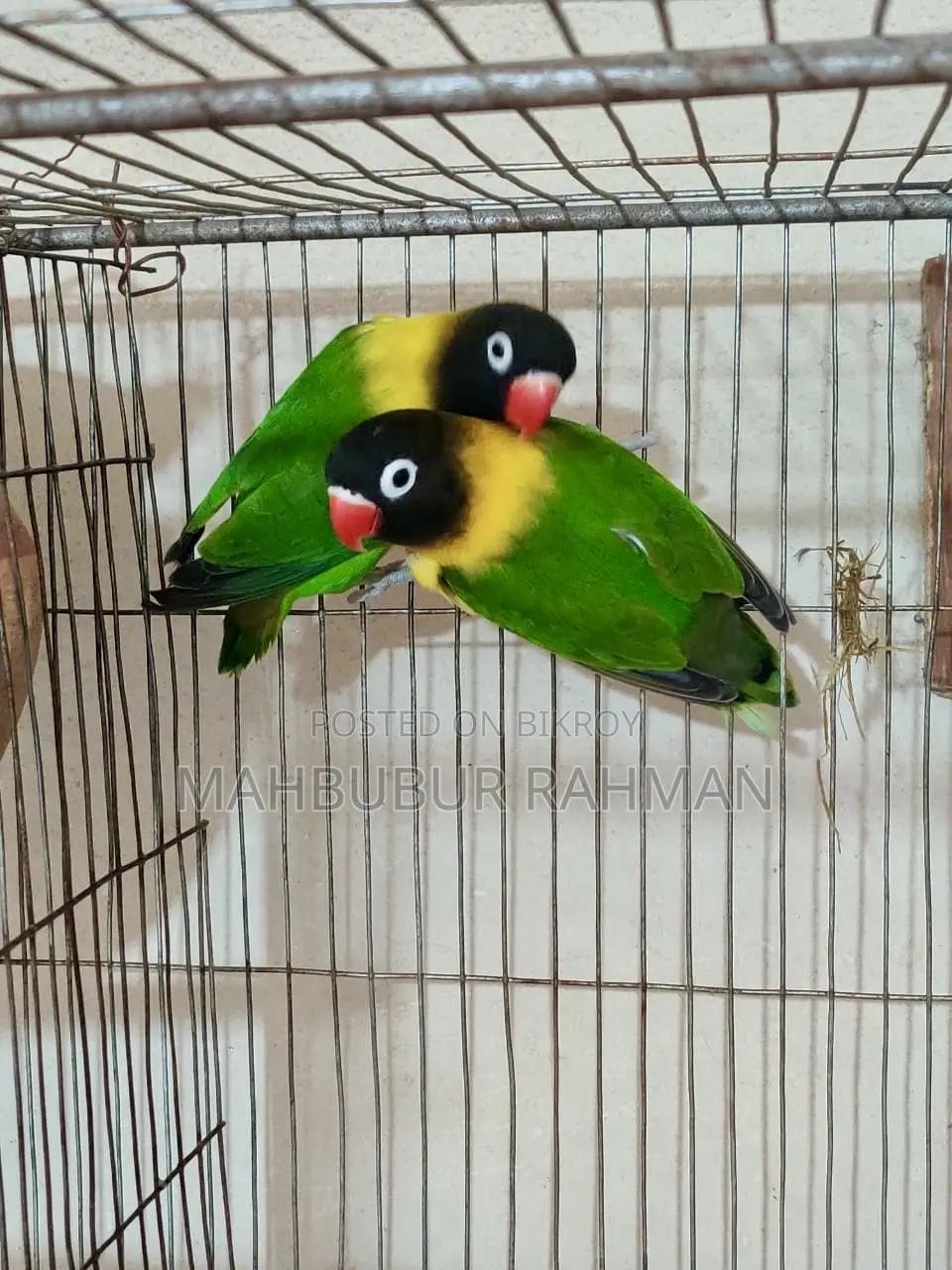 Breeding Lovebird Pair