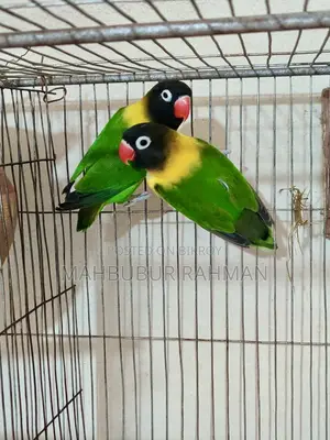 Breeding Lovebird Pair