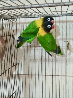 Breeding Lovebird Pair
