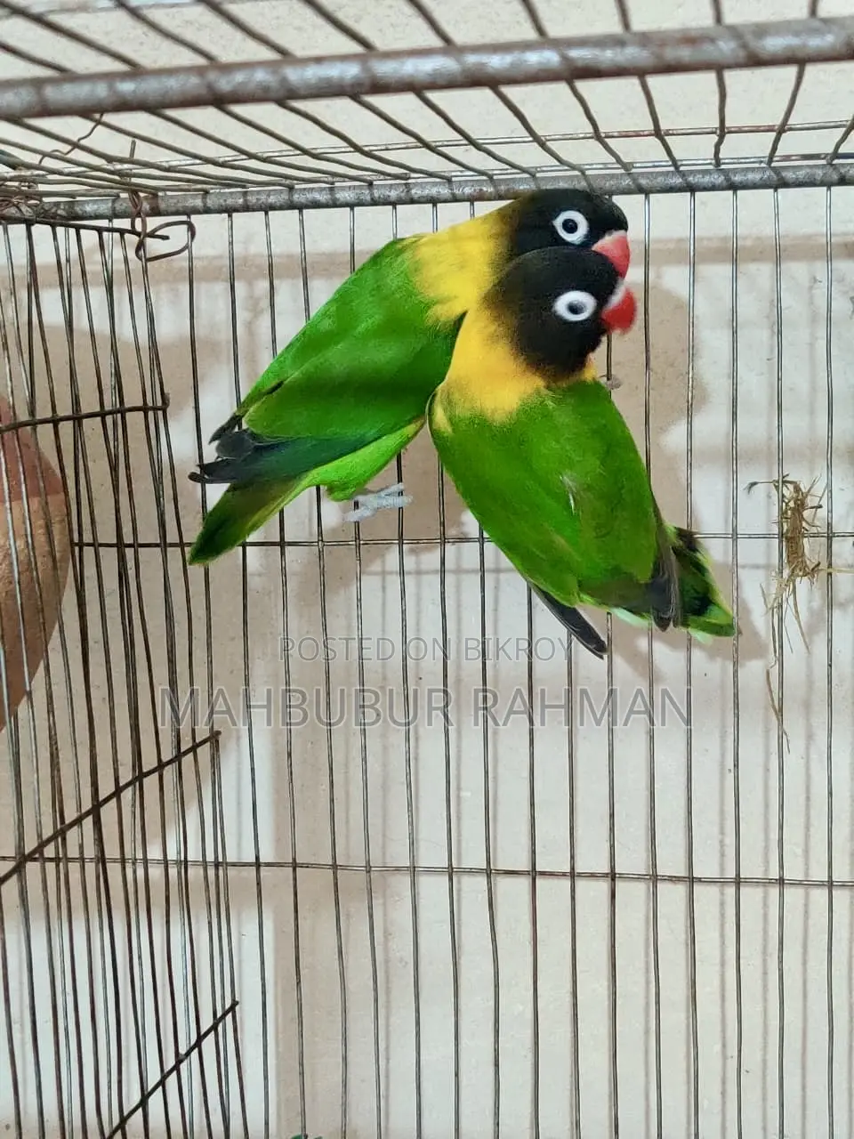 Breeding Lovebird Pair