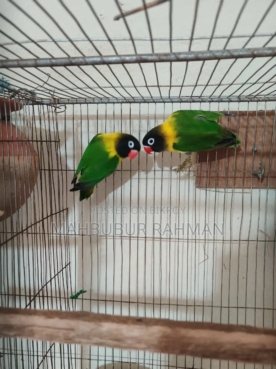 Breeding Lovebird Pair