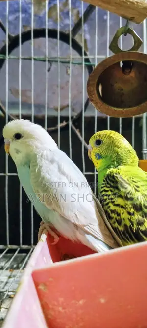 Get Budgie birds for a low price, dear brothers and sisters