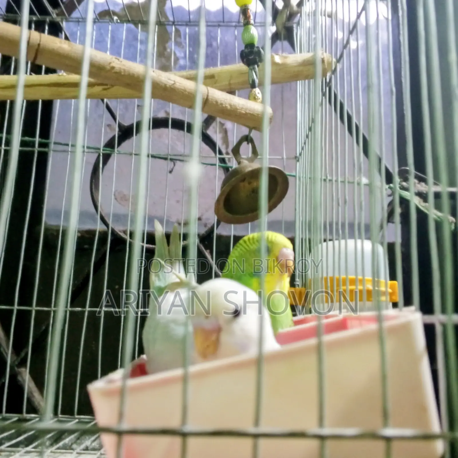 Get Budgie birds for a low price, brothers and sisters