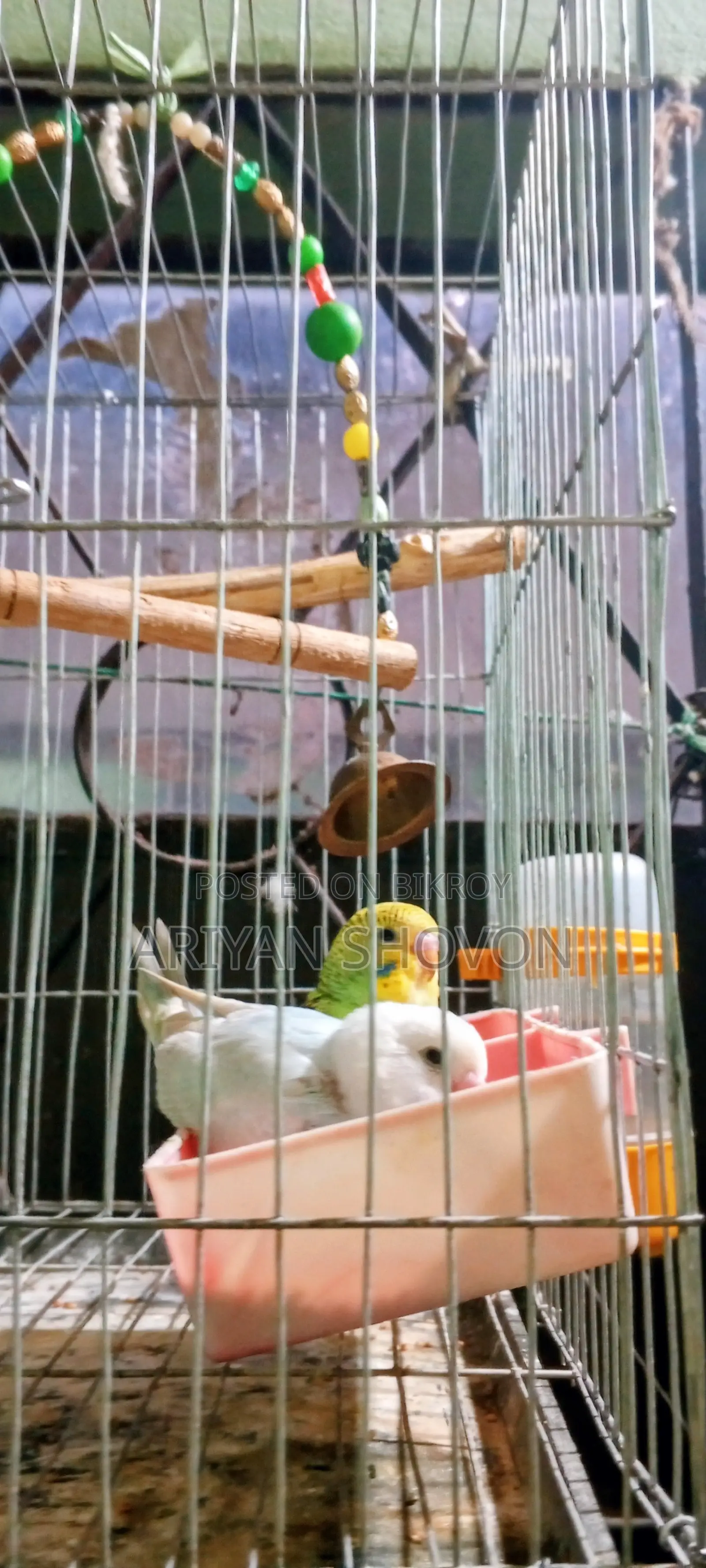 Get Budgie birds for a low price, brothers and sisters