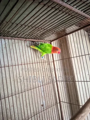 Male Lovebird