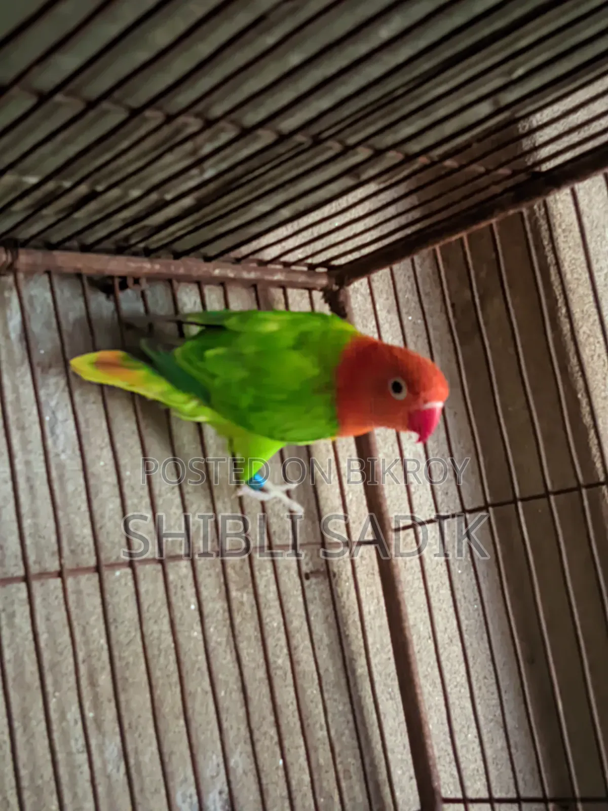 Male Lovebird