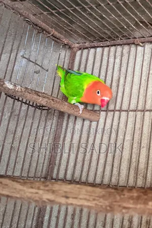 Male Lovebird