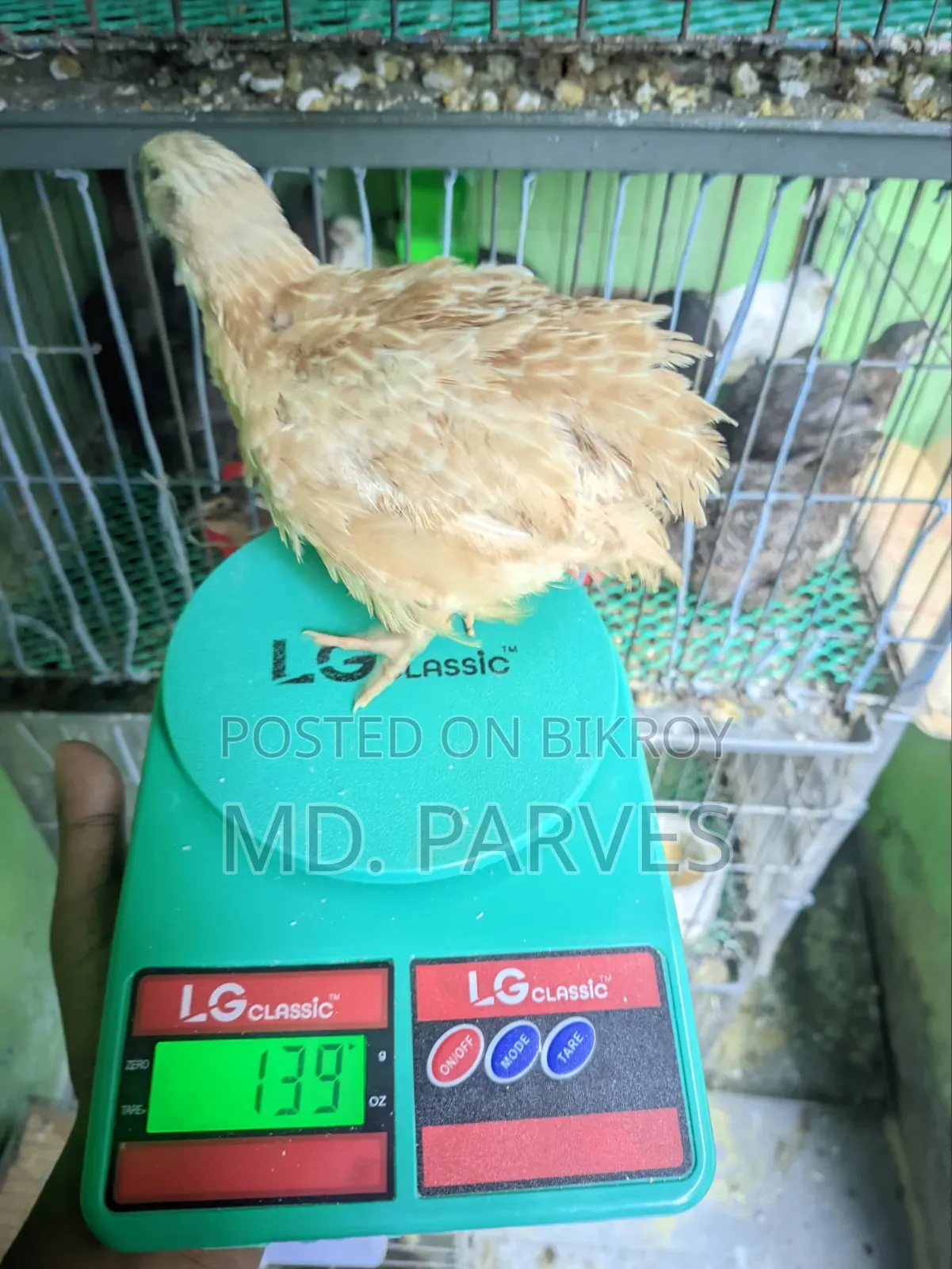 Coturnix Quail