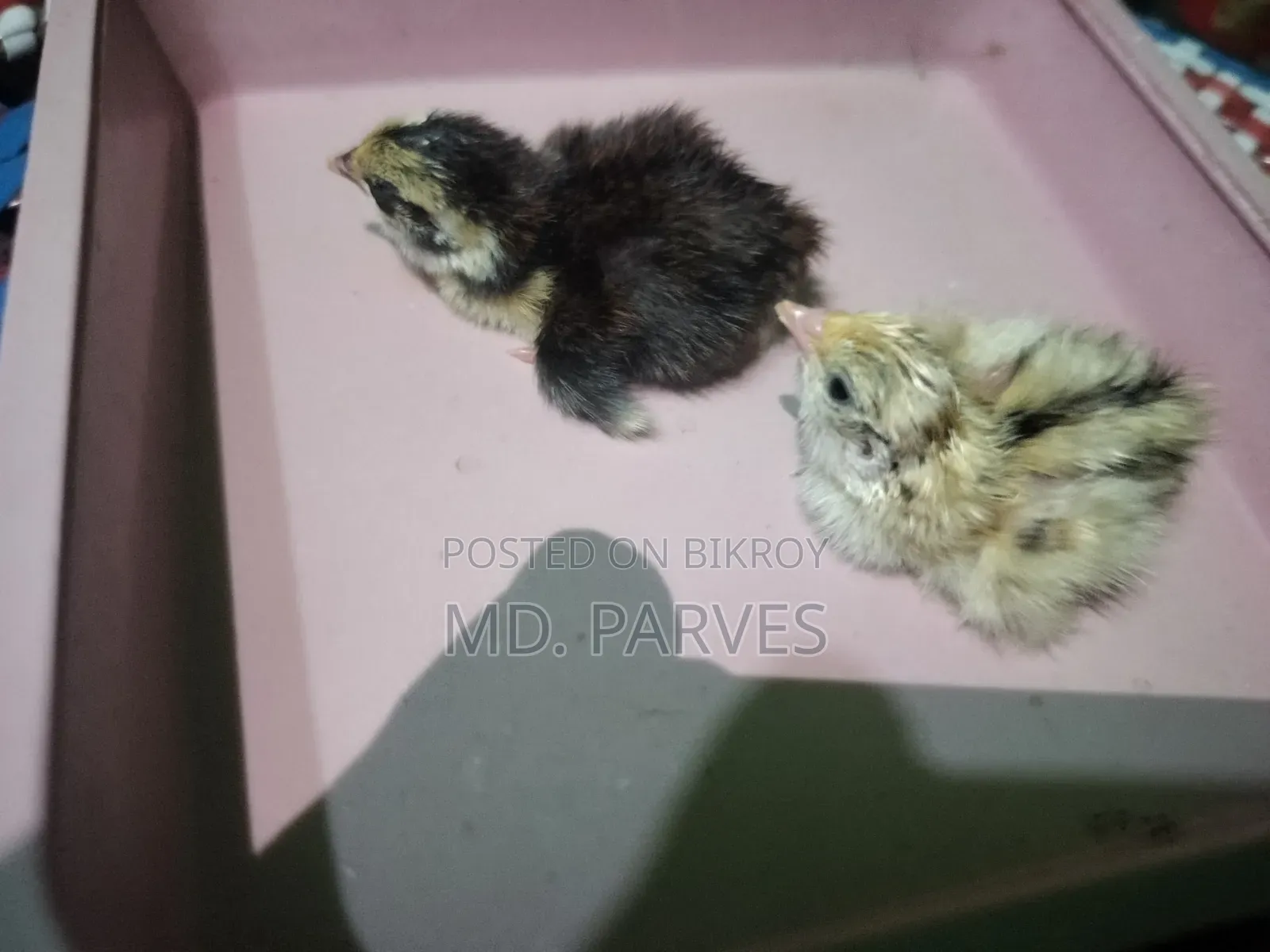 Coturnix Quail