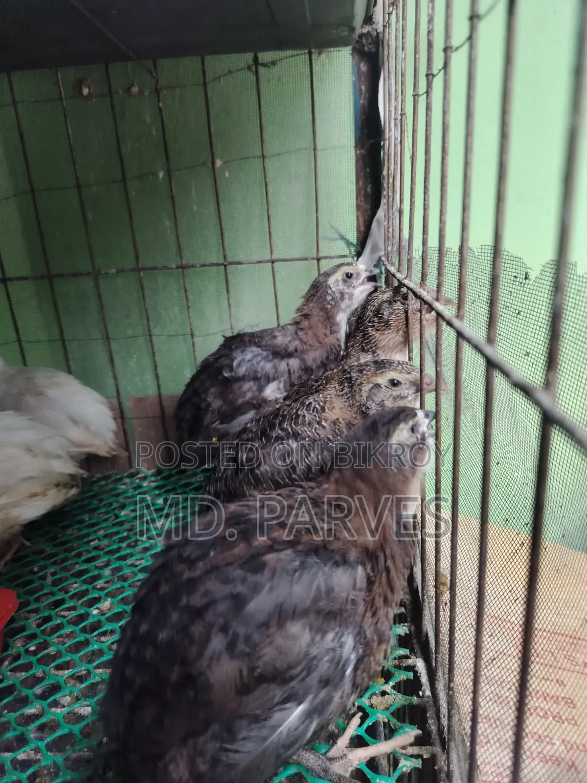 Coturnix Quail