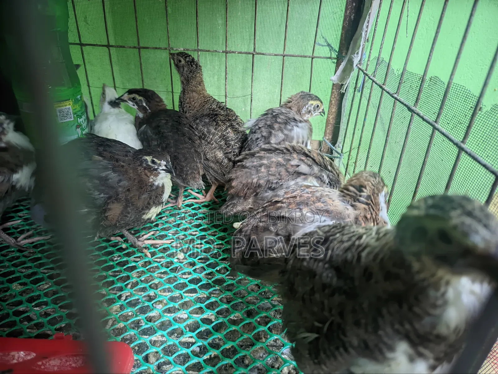 Coturnix Quail