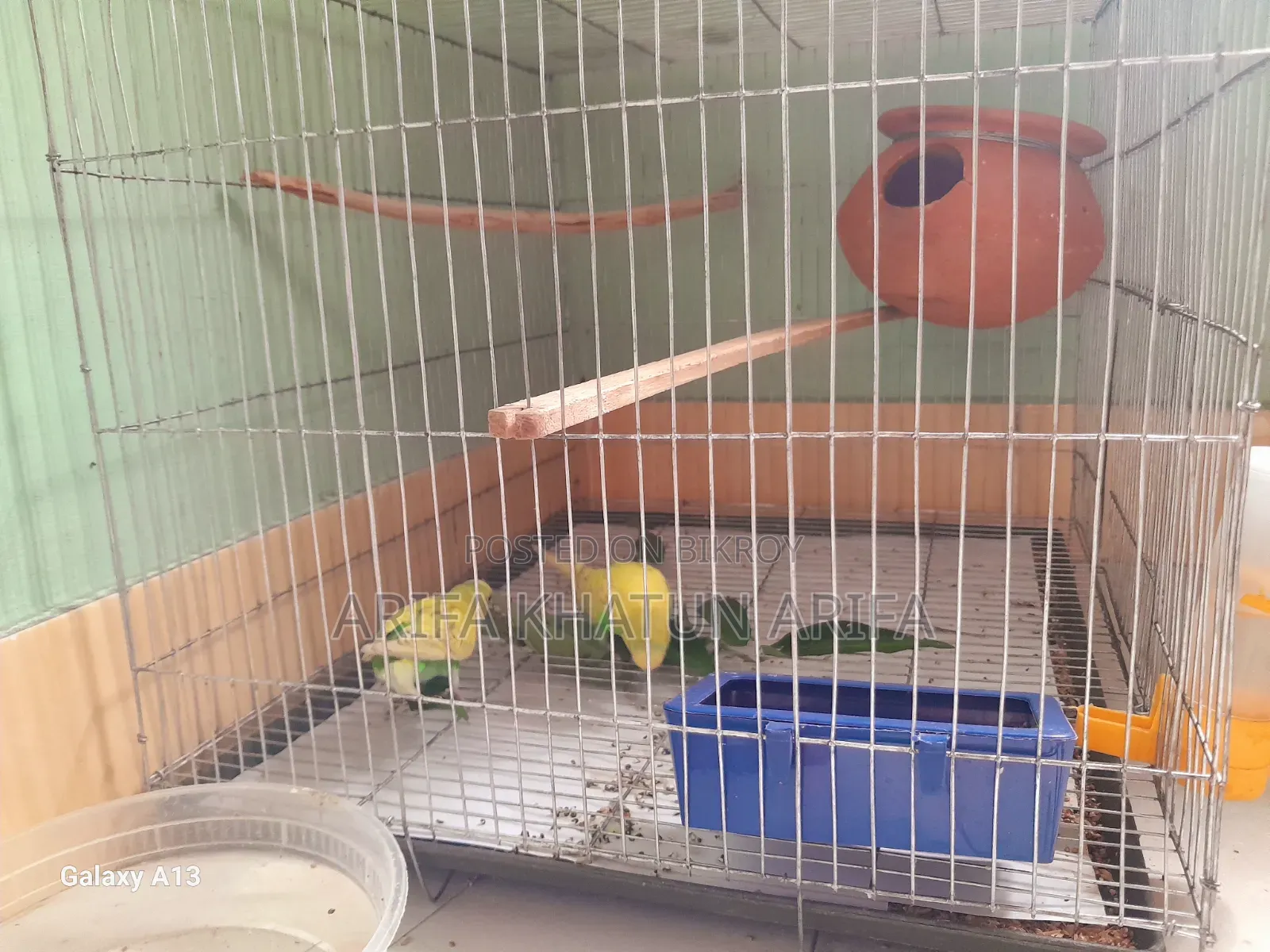 Budgerigar Birds