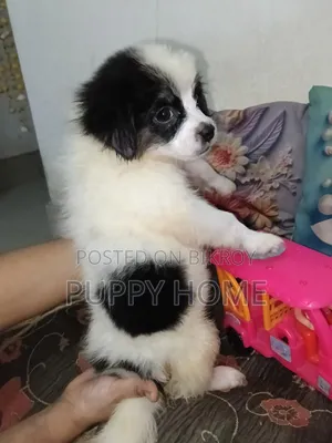 ১-৩ মাস বয়সী পুরুষ বিশুদ্ধ জাতের ককার স্প্যানিয়েল
