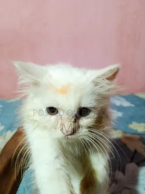 3-6 Months Female Purebred Persian