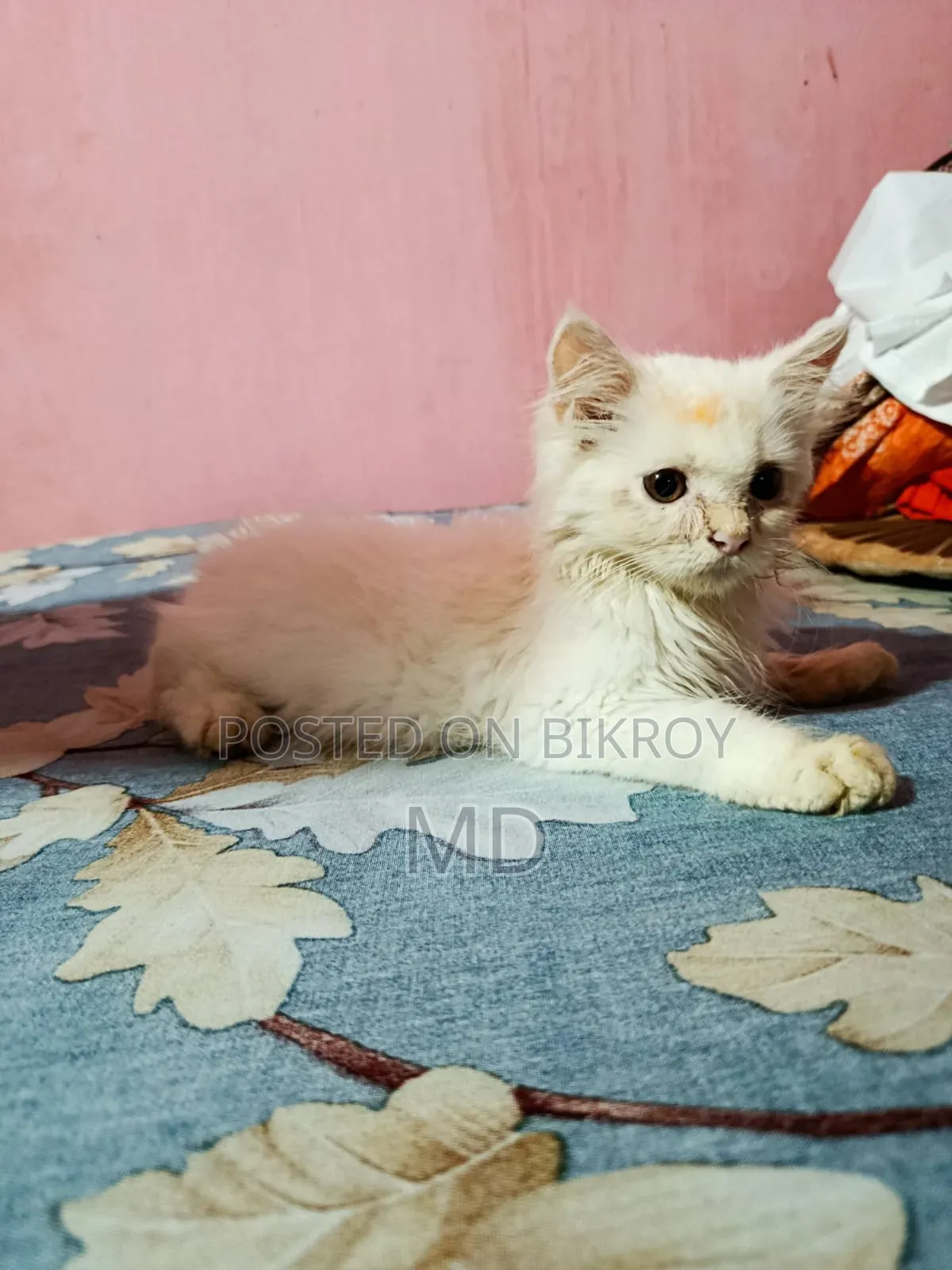3-6 Months Female Purebred Persian