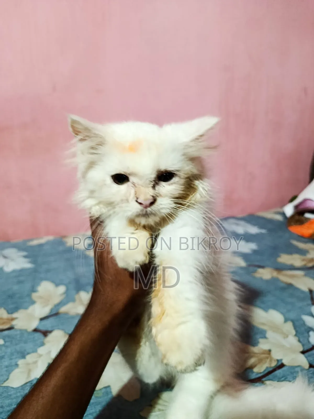 3-6 Months Female Purebred Persian