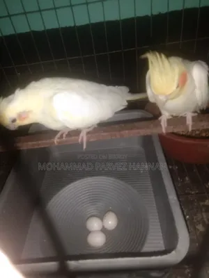 Cockatiel Bird