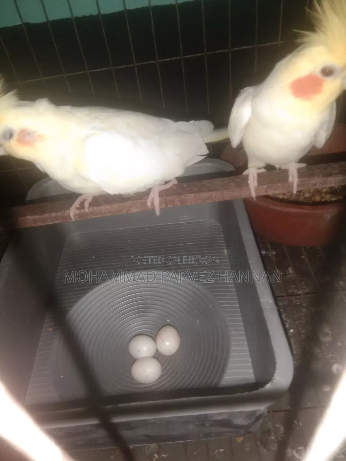 ককাটেল পাখি
