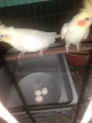 ককাটেল পাখি