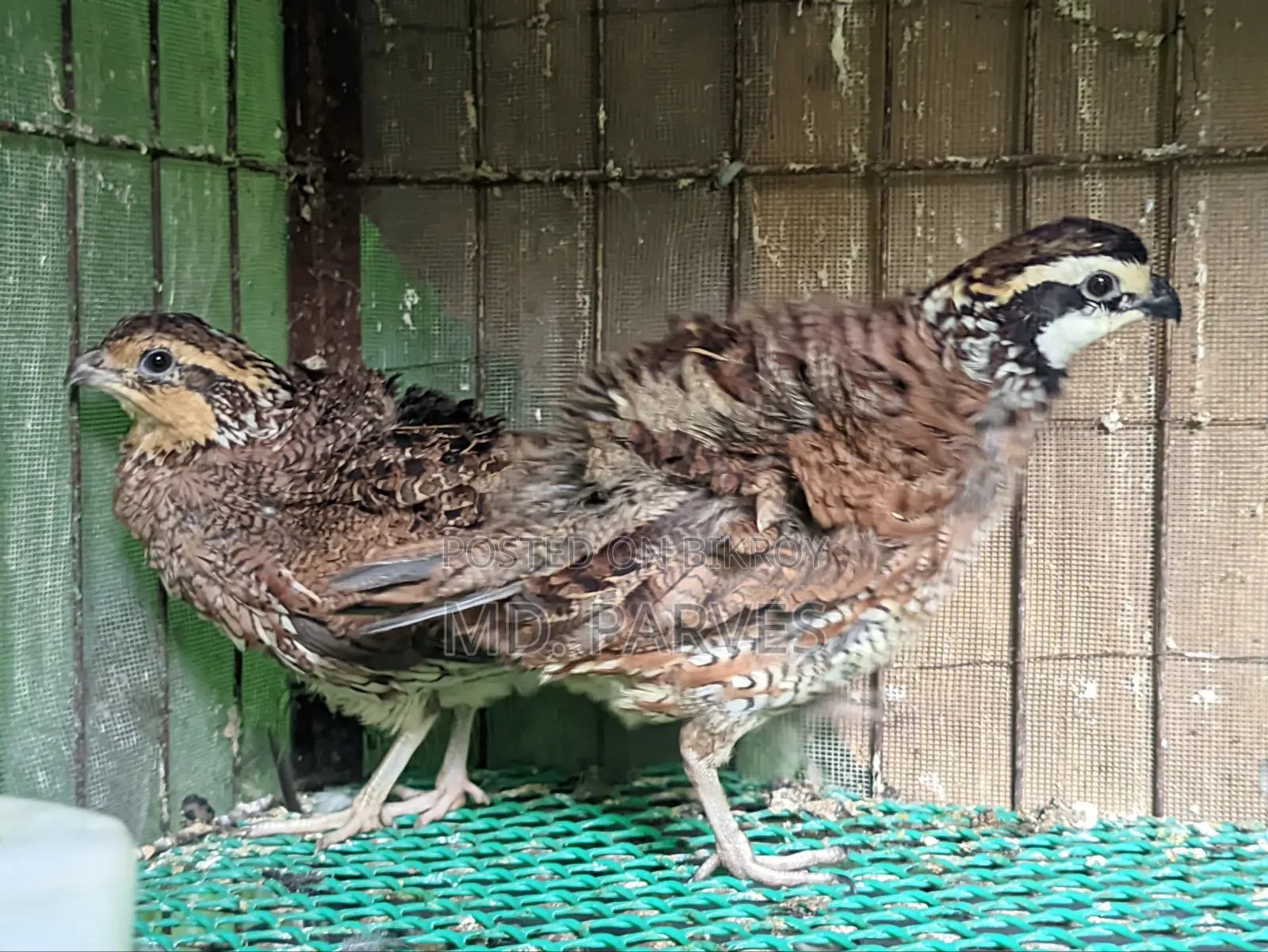 নর্দার্ন বব হোয়াইট কোয়েল (Northern Bobwhite Quail)