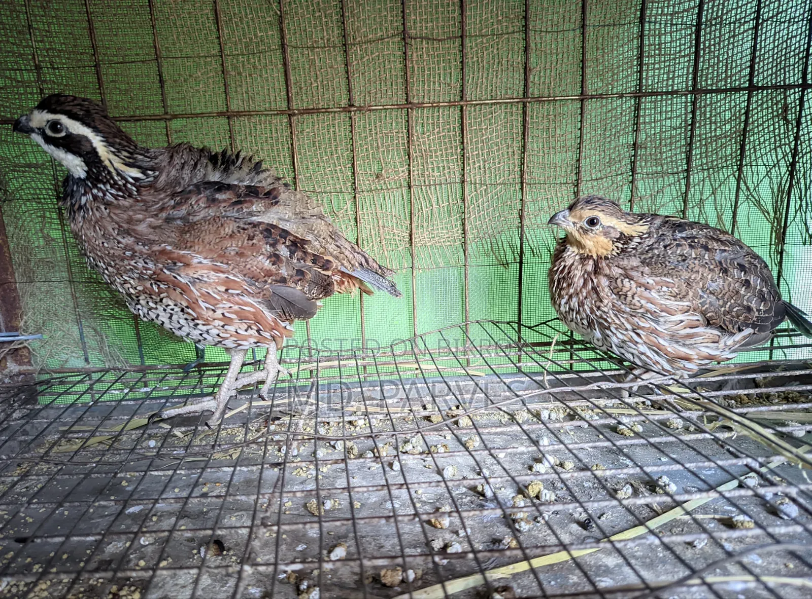 নর্দার্ন বব হোয়াইট কোয়েল (Northern Bobwhite Quail)